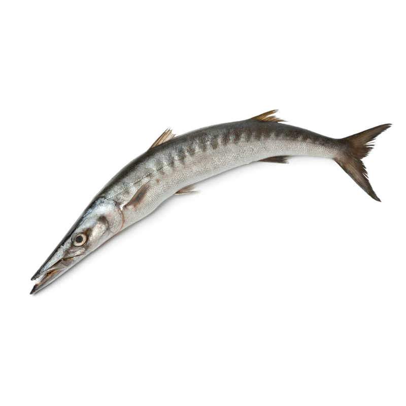 Barracuda - Image 1