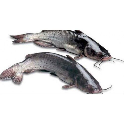 Cat Fish - Image 1