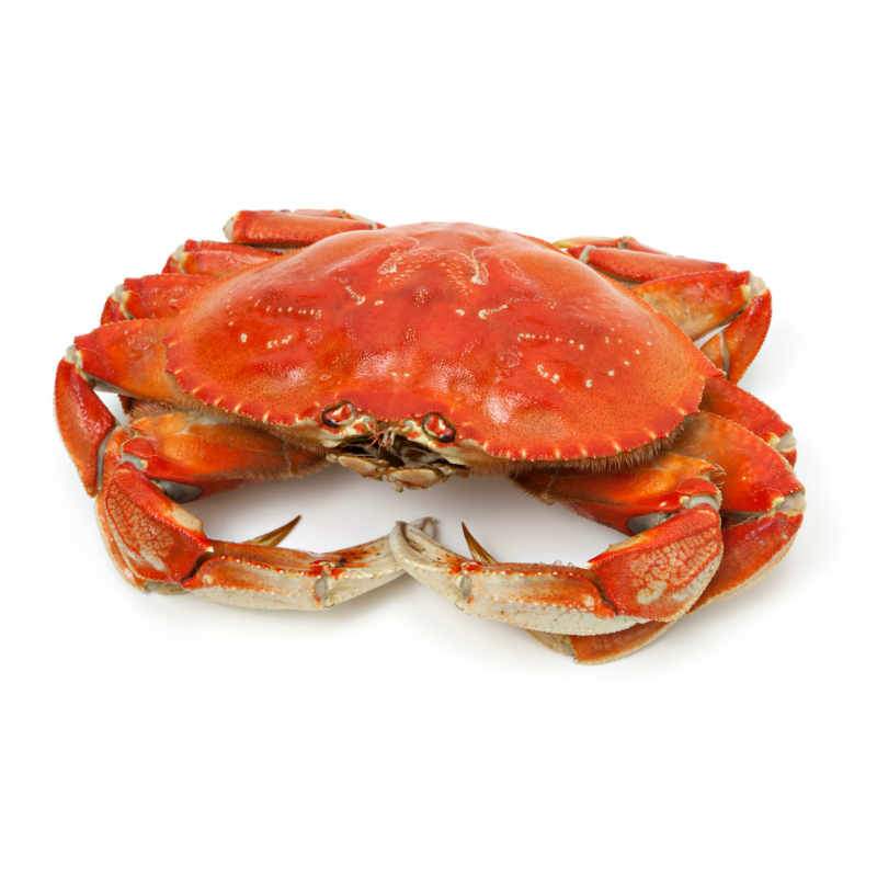Crab - Image 1