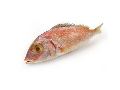Denton Snapper - Image 1