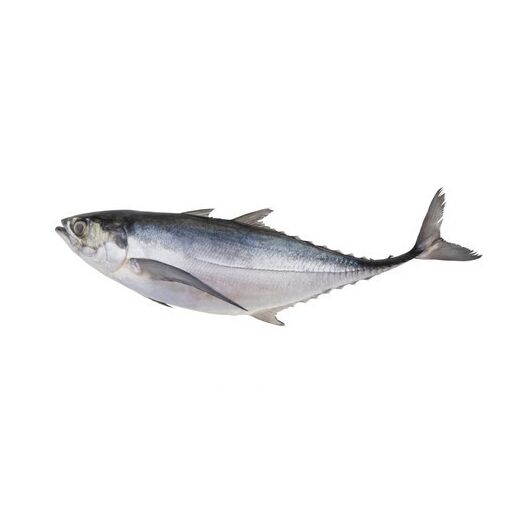 Jack Mackerel - Image 1