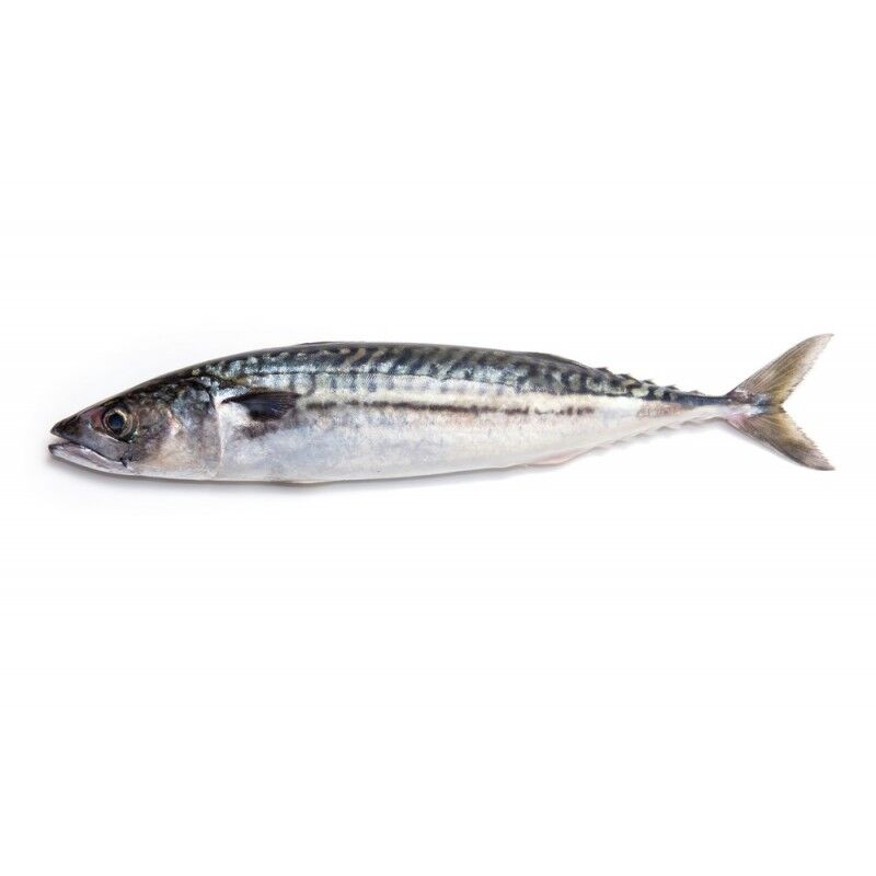 Mackerel - Image 1