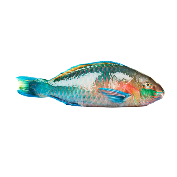 Parrot Fish - Image 1