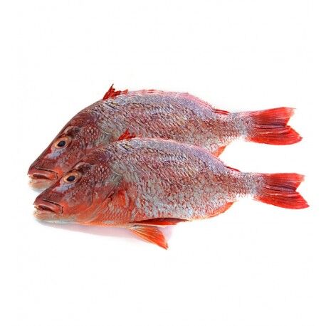 Red Bream - Image 1