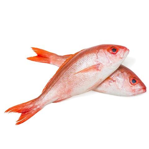 Red Snapper - Image 1