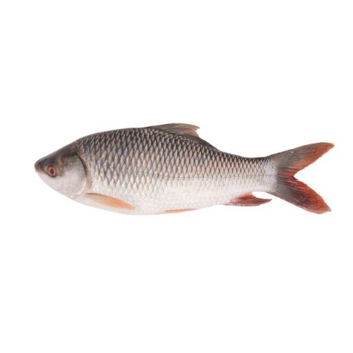 Rohu - Image 1