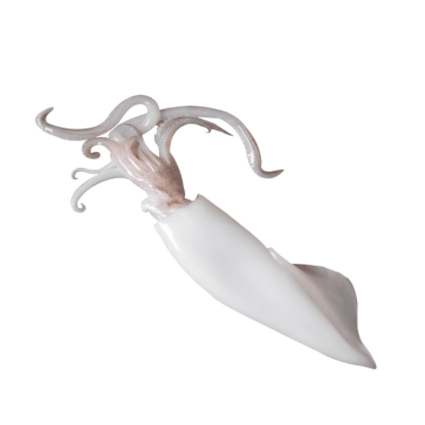 Squid - Image 1