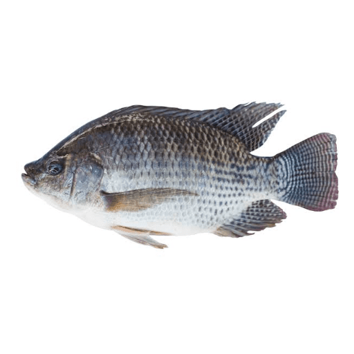 Tilapia 1000+ - Image 1