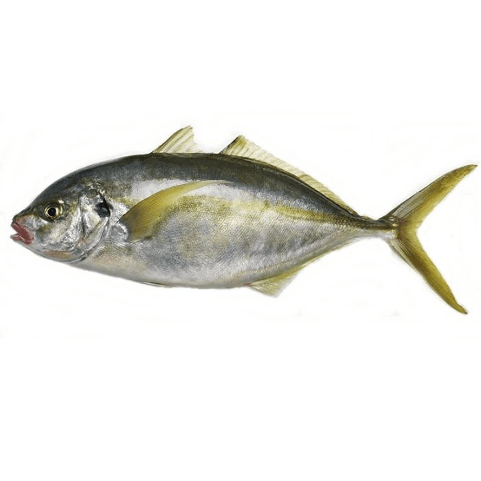 Trevelly Whole - Image 1