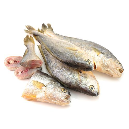 Yellow Croaker - Image 1