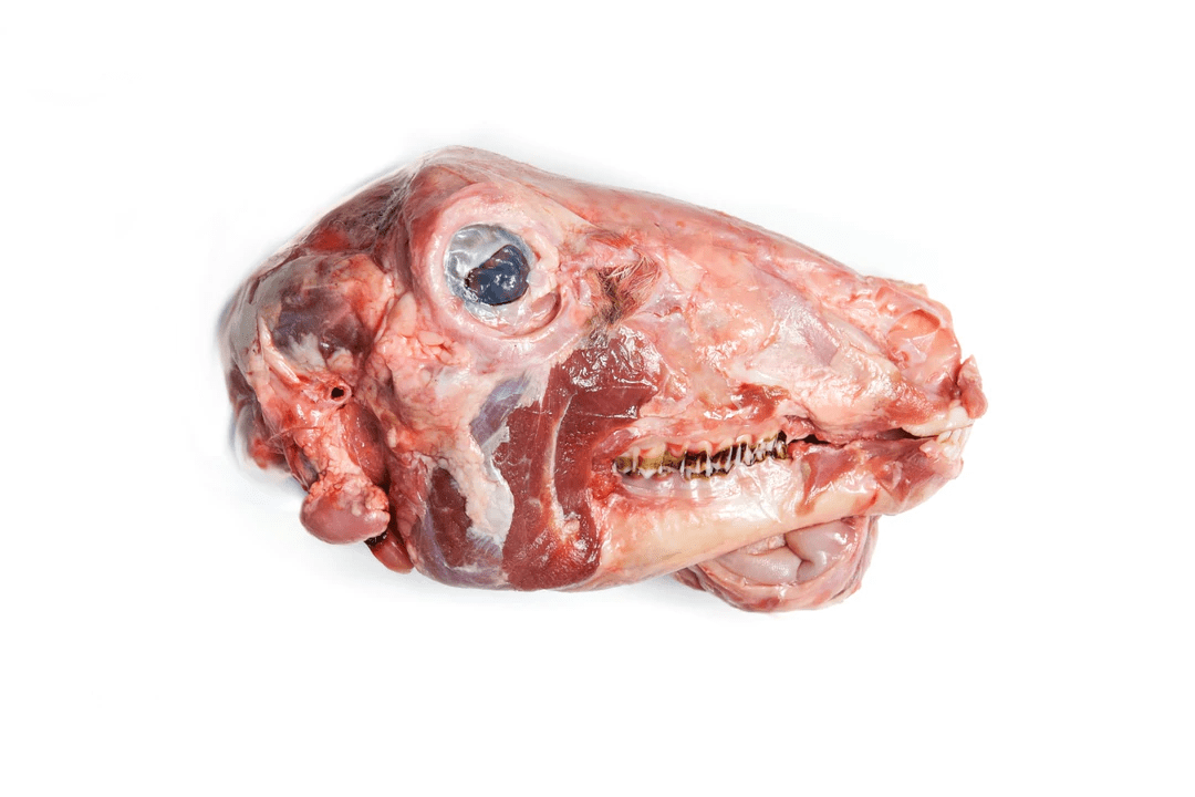 Lamb Head - Image 1